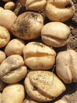 팜모닝 감자·자유게시판 게시글 이미지