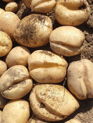 처마밑에추녀님의 감자 · 자유게시판 작성글 사진