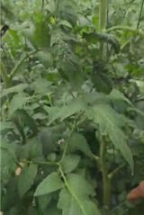 팜모닝 자유주제·자유게시판 게시글 이미지