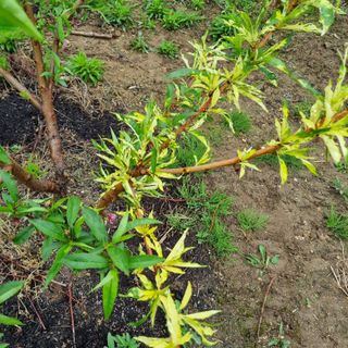 피치나라님의 복숭아 · 병해충상담 작성글 사진