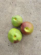 팜모닝 복숭아·병해충상담 게시글 이미지