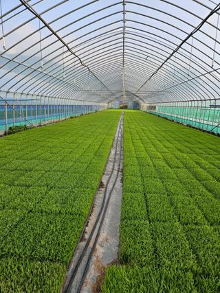 박명철님의 벼 · 자유게시판 작성글 사진