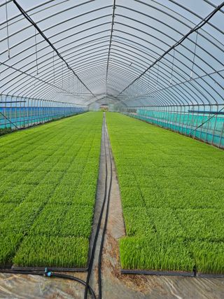 박명철님의 벼 · 자유게시판 작성글 사진