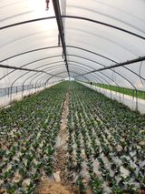 팜모닝 농부님! 어떤 농약 쓰세요?·참여 게시글 이미지