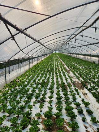 김지윤님의 농부님! 어떤 농약 쓰세요? · 참여 작성글 사진