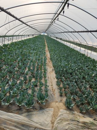 김지윤님의 농부님! 어떤 농약 쓰세요? · 참여 작성글 사진