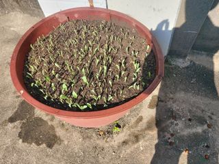 농업을꿈꾸다님의 옥수수 · 자유게시판 작성글 사진