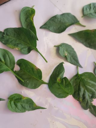 인생은 소풍처럼님의 고추 · 병해충상담 작성글 사진