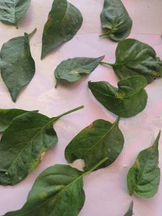 인생은 소풍처럼님의 고추 · 병해충상담 작성글 사진