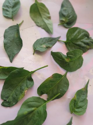 인생은 소풍처럼님의 고추 · 병해충상담 작성글 사진