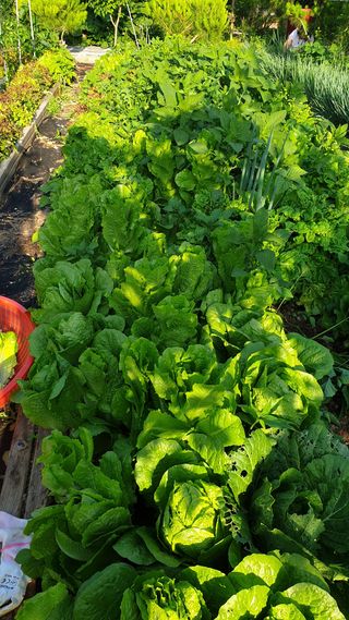 야산 양 형근님의 자유주제 · 자유게시판 작성글 사진