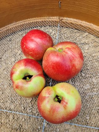 콩19211님의 복숭아 · 자유게시판 작성글 사진