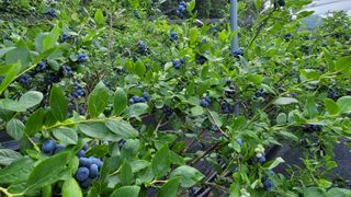 나산 블루베리농원님의 블루베리 · 자유게시판 작성글 사진