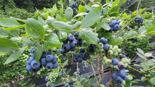 나산 블루베리농원님의 블루베리 · 자유게시판 작성글 사진