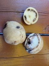 팜모닝 감자·병해충상담 게시글 이미지