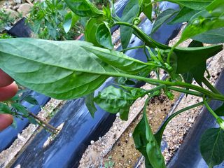 연모 자연의행복님의 농부님! 어떤 농약 쓰세요? · 참여 작성글 사진