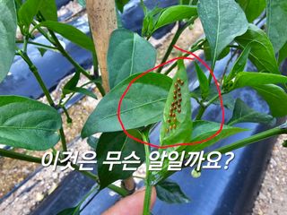 연모 자연의행복님의 농부님! 어떤 농약 쓰세요? · 참여 작성글 사진