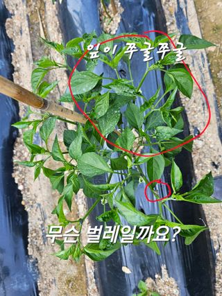 연모 자연의행복님의 농부님! 어떤 농약 쓰세요? · 참여 작성글 사진