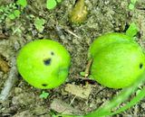 팜모닝 자두·병해충상담 게시글 이미지