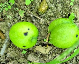 김현필님의 자두 · 병해충상담 작성글 사진