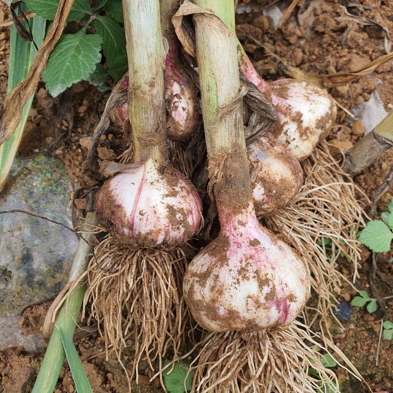 장터 상품 [창녕 대서마늘 10kg] 썸네일