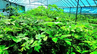 이동걸님의 두릅 · 일상 작성글 사진