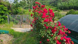 이동걸님의 두릅 · 일상 작성글 사진