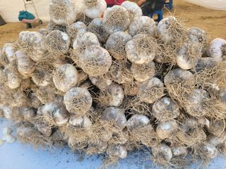 와여농산님의 마늘 · 시세•판로 작성글 사진