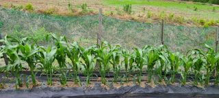 김보리님의 고추 · 일상 작성글 사진