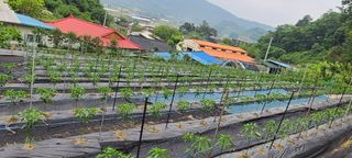 김보리님의 고추 · 일상 작성글 사진