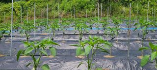 김보리님의 고추 · 일상 작성글 사진