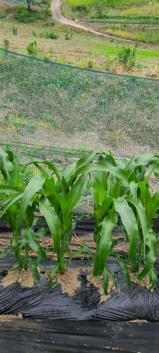 김보리님의 고추 · 일상 작성글 사진