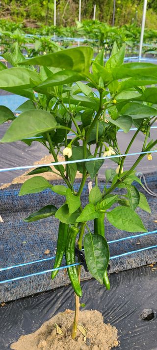 김보리님의 고추 · 일상 작성글 사진