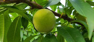 김보리님의 고추 · 일상 작성글 사진