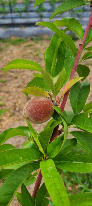 김보리님의 고추 · 일상 작성글 사진