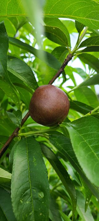 김보리님의 고추 · 일상 작성글 사진