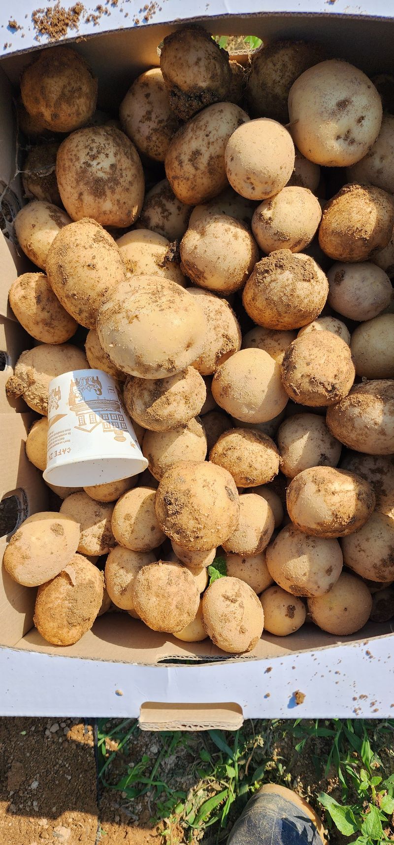 장터 상품 [수미감자 상 10kg] 썸네일