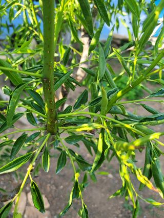 임경수님의 기타작물 · 병해충상담 작성글 사진