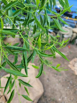 임경수님의 기타작물 · 병해충상담 작성글 사진