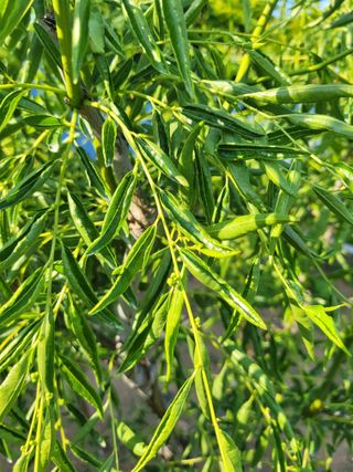 임경수님의 기타작물 · 병해충상담 작성글 사진