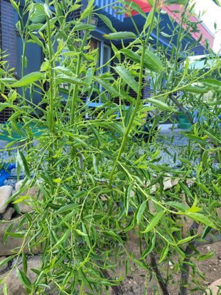 임경수님의 기타작물 · 병해충상담 작성글 사진