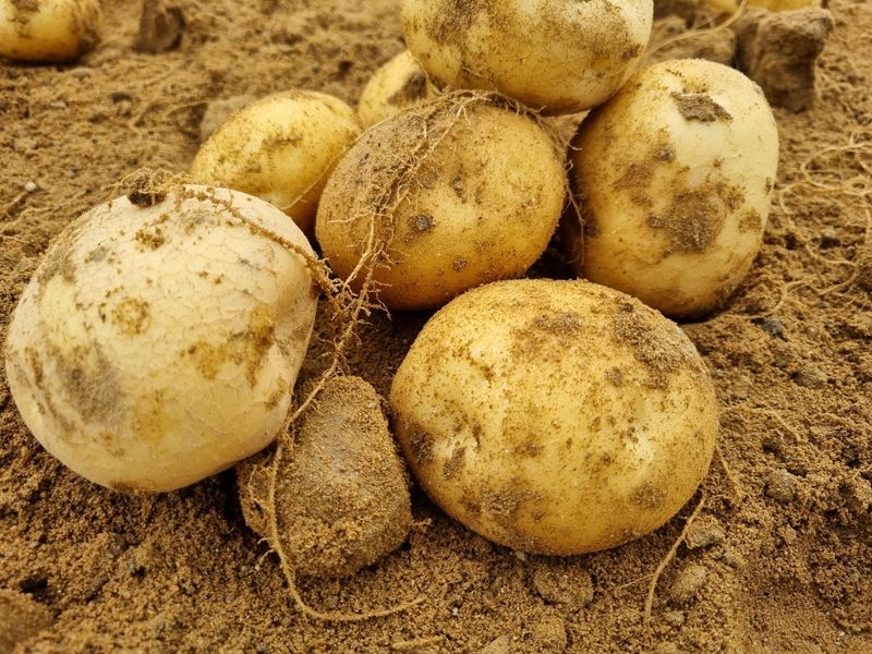 장터 상품 [수미 감자 5kg,10kg (대-중)택배무료] 썸네일