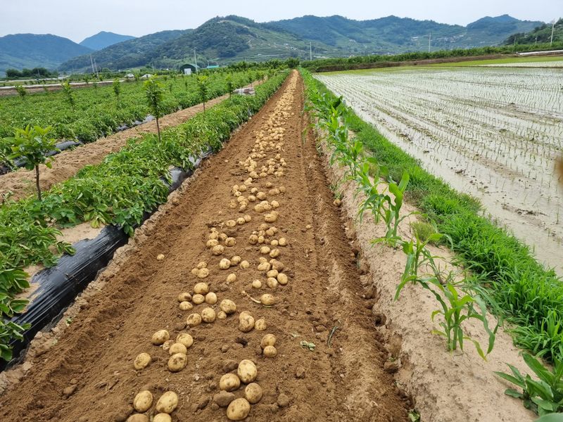 믿고사는농원-송미경님의 장터 판매 상품 [수미 감자 5kg,10kg (대-중)택배무료] 첨부 사진