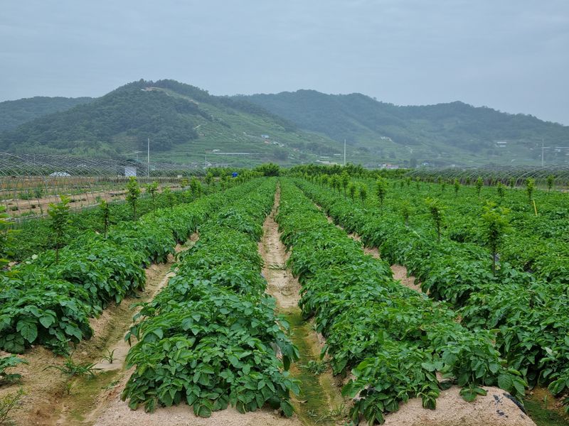 믿고사는농원-송미경님의 장터 판매 상품 [수미 감자 5kg,10kg (대-중)택배무료] 첨부 사진