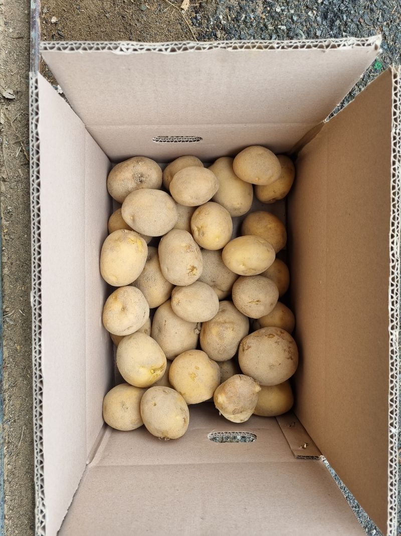 믿고사는농원-송미경님의 장터 판매 상품 [수미 감자 5kg,10kg (대-중)택배무료] 첨부 사진