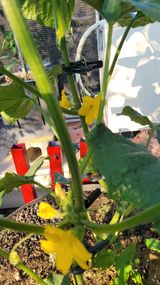 팜모닝 오이·자유게시판 게시글 이미지