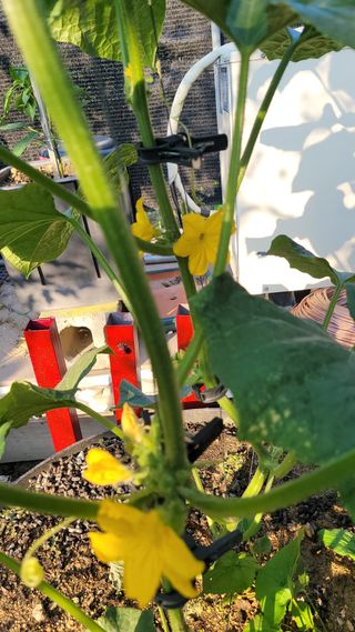 행복한아침님의 오이 · 자유게시판 작성글 사진