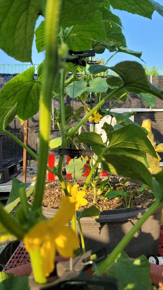 행복한아침님의 오이 · 자유게시판 작성글 사진