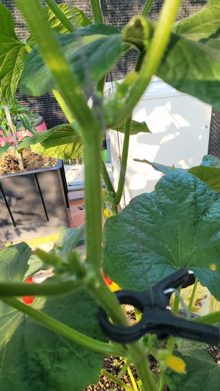 행복한아침님의 오이 · 자유게시판 작성글 사진