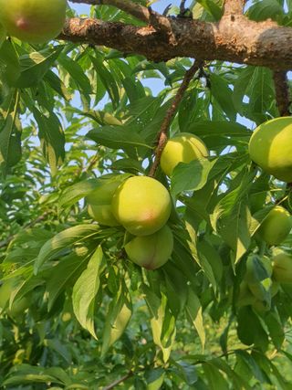 벌교꼬마님의 자유주제 · 자유게시판 작성글 사진